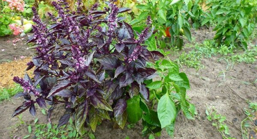 Top 10 receptů, jak si doma správně připravit bazalku na zimu